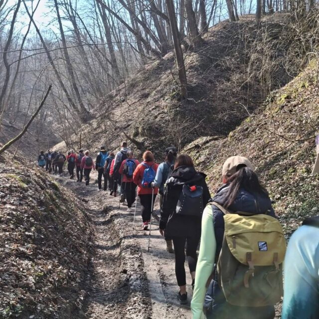 Kazimierska Stokrotka