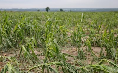 Już są – pieniądze dla poszkodowanych opolskich rolników