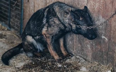 Nieodpowiedzialny hodowca psów z gminy Poniatowa stanął przed sądem