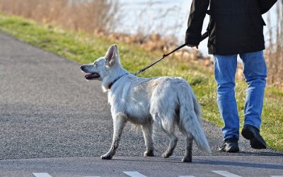 Ważne wieści dla puławskich właścicieli czworonogów