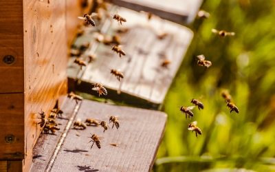 Dotacje dla rodzin – tych pszczelich